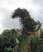 畑にいる「恐竜」