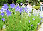 清楚なたたずまいで優雅に咲き誇るキキョウ＝４日、香美町香住区小原の遍照寺