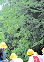 ケヤキの大木の枝先に産み付けられた卵（中央上）＝新温泉町千原