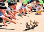 園庭でアイガモのひなと触れ合う園児たち＝１４日、新温泉町諸寄の明星認定こども園