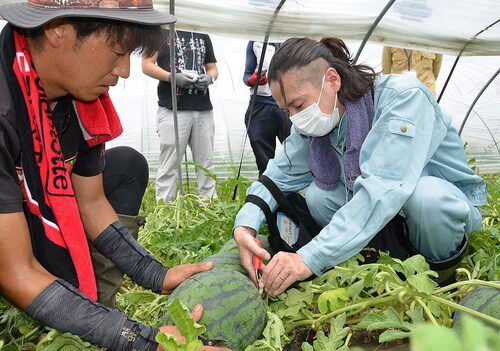 吉見さん（左）に教わりながらスイカの収穫に挑戦する参加者＝２日、北栄町妻波