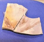 タテハチョウ科オニミスジ属の新種と判明したチョウ化石の羽部分（町教委提供）