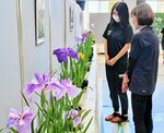 涼やかなハナショウブで彩られた展示会場