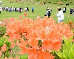 レンゲツツジの花が咲き誇り、大勢の来場者が集ったイベント会場＝１８日、香美町村岡区宿の兎和野高原グリーン広場