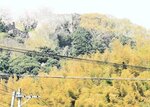 樹木で覆われた米子城跡＝２０１３年４月、米子市大工町から撮影（市提供）