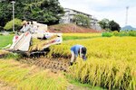 台風１０号の接近に備えて早めに稲刈りをする生産者＝２８日、新温泉町二日市