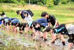 一列に並んで丁寧に苗を植える児童生徒