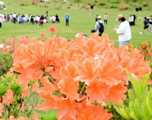レンゲツツジの花が咲き誇り、大勢の来場者が集ったイベント会場＝１８日、香美町村岡区宿の兎和野高原グリーン広場