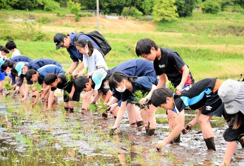 一列に並んで丁寧に苗を植える児童生徒