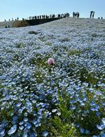 　福岡市の海の中道海浜公園のネモフィラ畑で自生しているのが見つかったアツミゲシ（中央）＝４月（亀井裕介さん撮影）