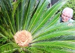 約５０年間育てて初めて開花したソテツと千崎さん＝２５日、香美町香住区余部