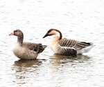 園内に飛来したハイイロガン（左）とサカツラガン＝３０日、鳥取県米子市彦名新田の米子水鳥公園（同園提供）