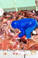 網に入った大量のエチゼンクラゲに埋もれたズワイガニを探し出す漁業者＝２００９年１１月