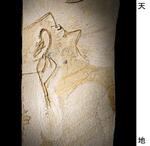 　始祖鳥の化石（研究チーム提供）