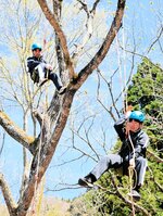 安全を確保しながら、ツリーイングを体験する生徒＝２４日、香美町小代区新屋の美方高原自然の家「とちのき村」