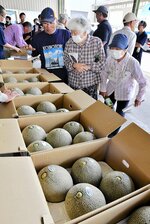  大玉に仕上がったメロンを確認する生産者ら＝１９日、大山町赤坂の大山予冷センター中山集荷所 