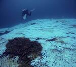 　鹿児島県の屋久島周辺で白化したサンゴ＝２０２４年１０月（屋久島海洋生物研究会提供）