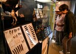 鳥の羽標本と剥製が展示されているコーナー＝２１日、鳥取市東町２丁目の県立博物館