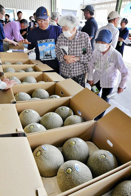  大玉に仕上がったメロンを確認する生産者ら＝１９日、大山町赤坂の大山予冷センター中山集荷所 