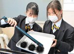 実食するため、育てたウニを水槽から取り出す生徒ら＝１３日、鳥取市青谷町青谷の青谷高