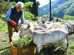 鳥取市鹿野町の牧場でヤギを５０匹飼育している枝本さん