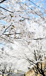 咲き誇る桜が重なって現れた桜のトンネル＝９日、新温泉町久谷