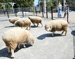 【お出迎え】小動物舎ではほかのヒツジたちが来園者をお出迎え