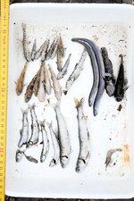 死骸で見つかった魚などの水生生物（尾崎代表提供）