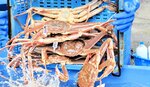 但馬沖から水揚げされたズワイガニ＝２０２４年１１月、新温泉町の浜坂漁港