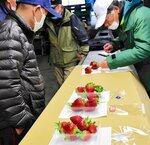 イチゴの出来栄えを確認する生産者ら＝２６日、湯梨浜町久留のＪＡ鳥取中央羽合支所選果場
