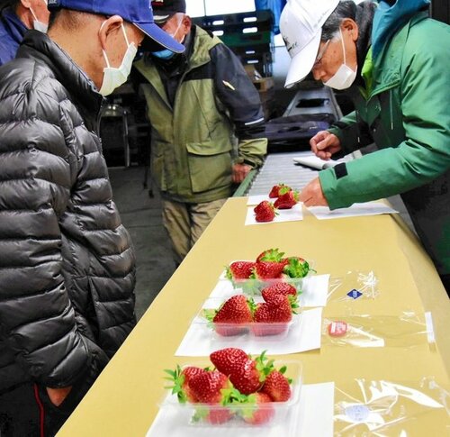イチゴの出来栄えを確認する生産者ら＝２６日、湯梨浜町久留のＪＡ鳥取中央羽合支所選果場