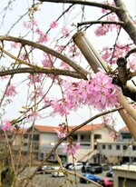 植樹後初めて開花した岩美中裏の枝垂れ桜＝２日、岩美町浦富の岩美中