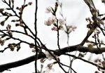 鳥取市の標本木で開花したソメイヨシノ＝２７日、鳥取市東町２丁目の久松公園