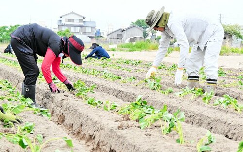 慣れた手つきでサツマイモの苗を植える会員ら