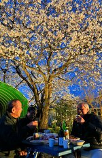 ライトアップされた桜を楽しむ住民