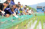 新温泉町で行われている無農薬のアイガモ農法のコメ作り