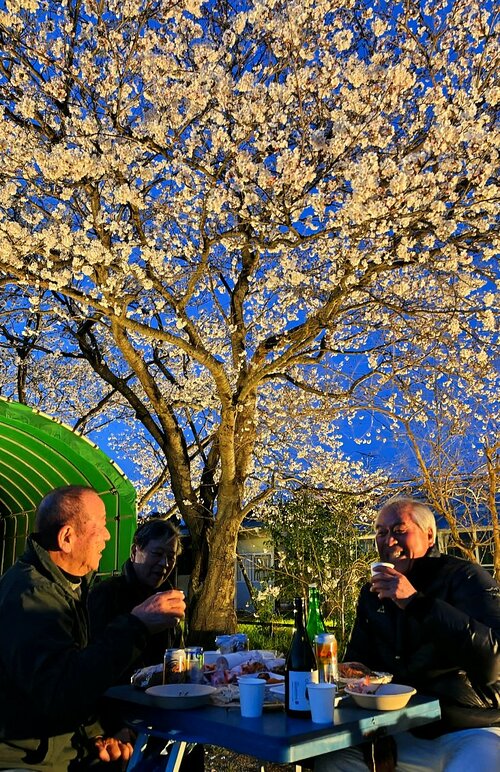 ライトアップされた桜を楽しむ住民