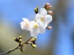 鳥取市の標本木で開花したソメイヨシノ＝２９日、鳥取市東町２丁目の久松公園