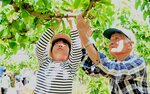 百年会のメンバーに教わりながら梨の実に小袋をかける児童＝１３日、湯梨浜町久見