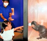 コツメカワウソの餌やりを体験する子ども＝１８日、境港市の夢みなとタワー