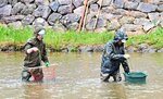 内堀に繁茂し始めたヒシを取り除く造園業者＝８日、鳥取市の鳥取城跡