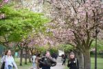 　バタシー公園の桜並木＝１８日、ロンドン（共同）