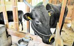 世界農業遺産の主役でもある但馬牛