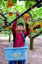 「１玉でも多く」と手早く秋栄を収穫する藤井部長＝１４日、琴浦町八橋