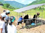 放牧されている但馬牛を見学し餌やりも体験した子どもたち（左）＝２７日、新温泉町宮脇