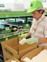 梨にネットをかぶせて丁寧に箱詰めする作業員＝２２日、倉吉市秋喜のＪＡ鳥取中央倉吉梨選果場