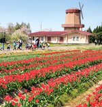 風車のある景観に広がるチューリップ畑＝９日、島根県安来市伯太町東母里