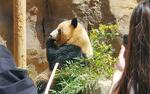 　公開されたジャイアントパンダのレイレイ＝１６日午前、東京都台東区の上野動物園