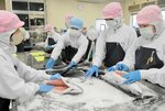  境港サーモンに塩を擦り込む生徒たち＝２０日、鳥取県境港市竹内町の境港総合技術高 