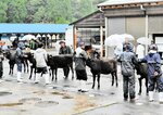 世界的に波紋を広げる米国政府の相互関税。現時点で美方郡内での影響は見られないが、関係者は今後の動きに注視する＝昨年１０月、新温泉町内で開かれた子牛共進会の様子